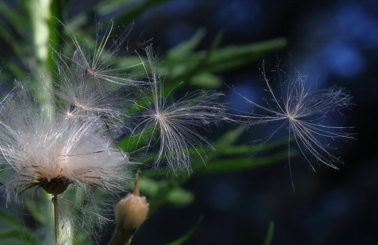 2011 07 26 IMG 34503e